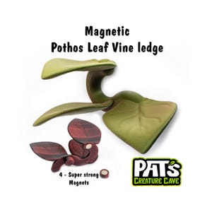 May include: A green and brown Pothos Leaf Vine ledge with the text "Magnetic Pothos Leaf Vine ledge". The ledge includes two leaves and a stem. The image also shows two maroon leaves and four super strong magnets.