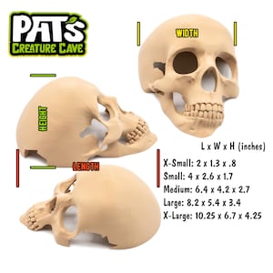 K&ouml;nnte beinhalten: Beigefarbene Sch&auml;delrepliken in verschiedenen Gr&ouml;&szlig;en, mit Abmessungen in Zoll. Das Bild enth&auml;lt ein Logo mit der Aufschrift "Pat's Creature Cave". Die Sch&auml;del werden aus verschiedenen Blickwinkeln gezeigt, um ihre Details hervorzuheben.