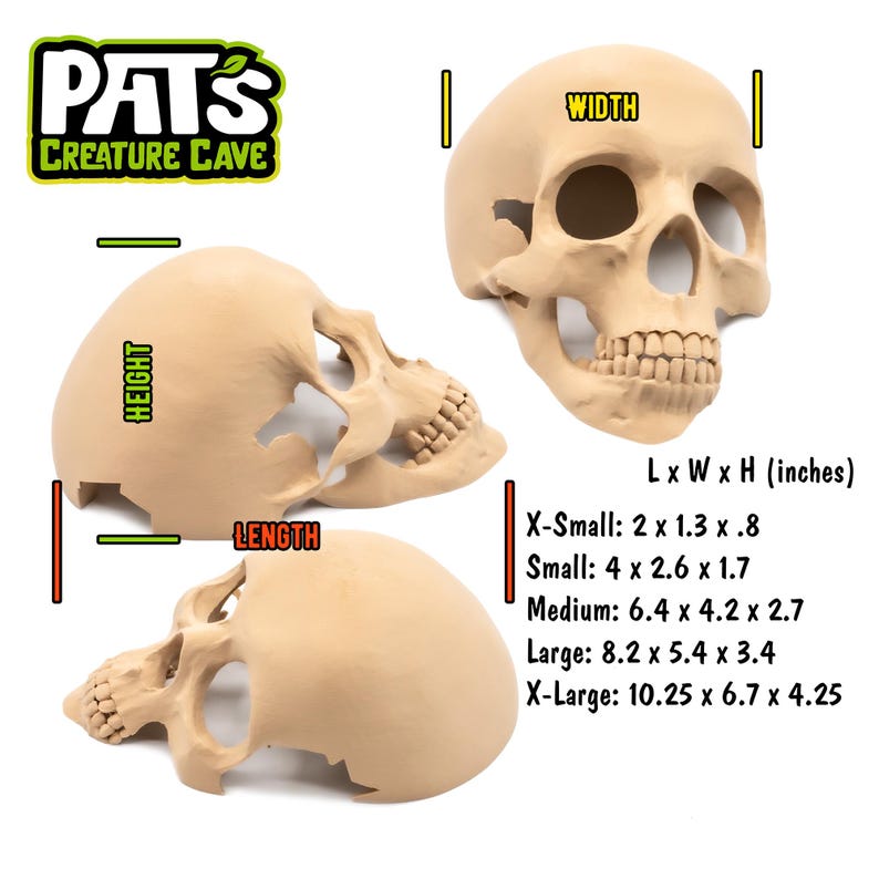 K&ouml;nnte beinhalten: Beigefarbene Sch&auml;delrepliken in verschiedenen Gr&ouml;&szlig;en, mit Abmessungen in Zoll. Das Bild enth&auml;lt ein Logo mit der Aufschrift "Pat's Creature Cave". Die Sch&auml;del werden aus verschiedenen Blickwinkeln gezeigt, um ihre Details hervorzuheben.