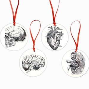 Anatomy Christmas Ornament Set, Anatomical Heart, Mental Health, Medical Student, Gothic, Nurse, Macabre, Kidney Transplant, Skull Halloween