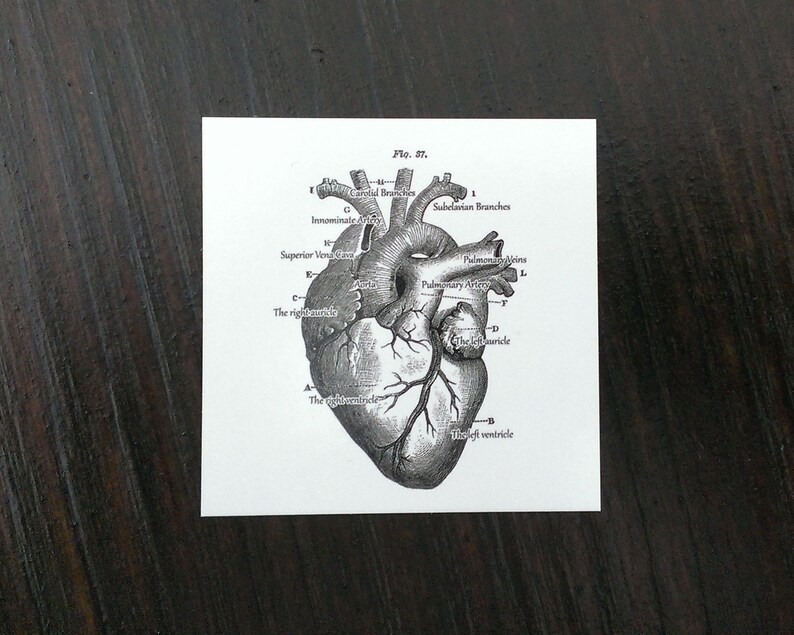Anatomical Heart Stickers Medical Student Gift Nursing Student Etsy