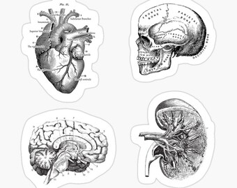 May include: Black and white anatomical illustrations of the human heart, brain, skull, and kidney. The illustrations are labeled with anatomical terms.
