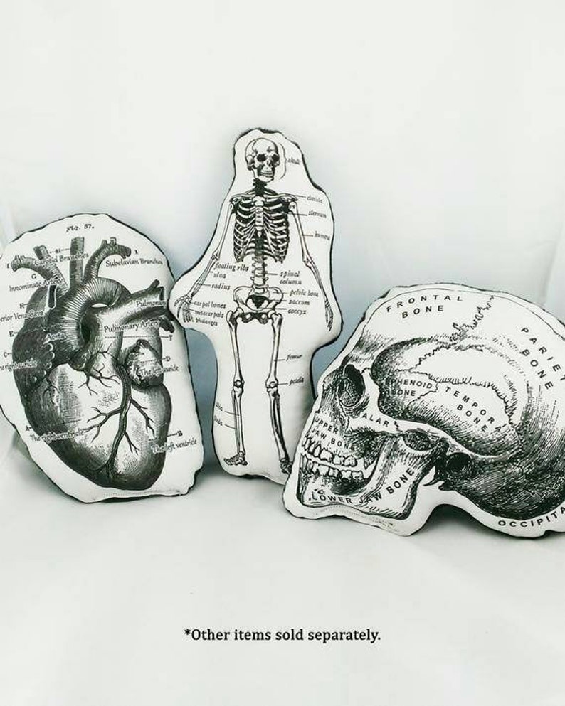 May include: Three anatomical illustrations of a human heart, skeleton, and skull. The illustrations are printed in black and white on a white background. The heart is labelled with the names of its chambers and valves. The skeleton is labelled with the names of its bones. The skull is labelled with the names of its bones.