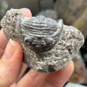 May include: A fossilized trilobite embedded in a gray rock. The trilobite is a dark gray color and has a segmented body. The rock has a rough, textured surface. This item is a unique piece of natural history.