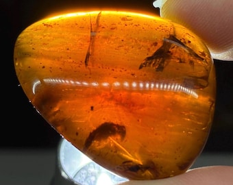 Insect In Amber Specimen, 8g Polished Golden Honey Inclusion from South Sumatra