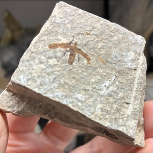May include: A fossilized insect is embedded in a light gray stone. The insect is brown with visible wings and body segments. The stone is a rough, rectangular shape, showcasing a piece of prehistoric life.