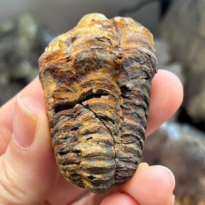 Trilobite Fossil, 34g Phacops Specimen from Morocco’s Devonian Atlas Mountains