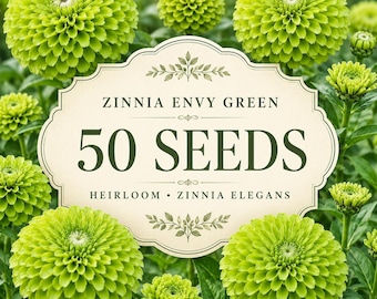 50 Zinnia Envy Green Seeds Heirloom Zinnia elegans Unique Chartreuse Green Flower Seeds for Garden Beds Borders Cut Flowers