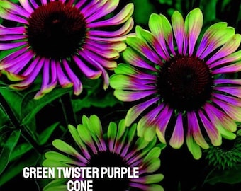 20 Green Twister Coneflower Seeds: Echinacea Purpurea, Heirloom Flower
