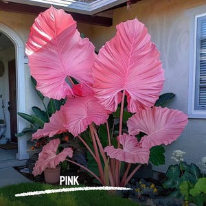 100 semi di Caladium rosa: raro bonsai da interno con fogliame tropicale