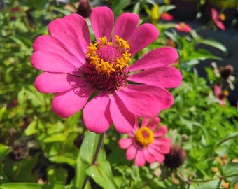 Organic Single Zinnia 100 Seeds – Fast-Germinating, High-Yield Flower Seeds