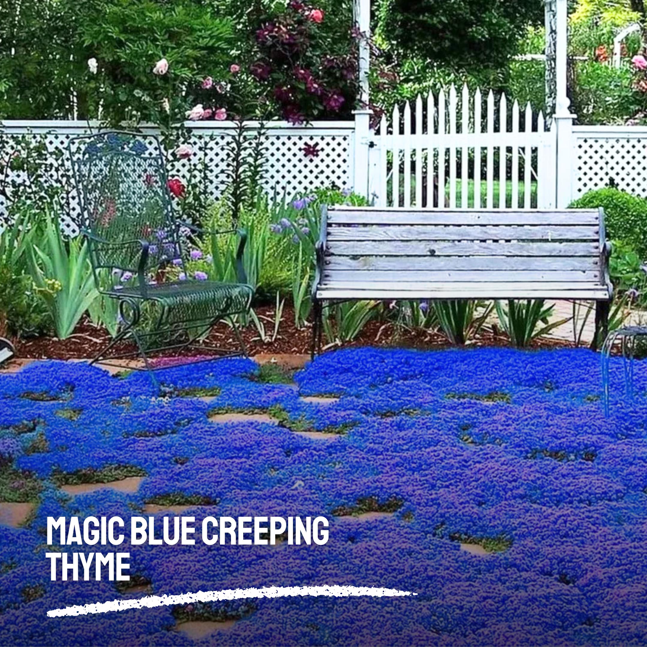 20000 Magic Blue Creeping Thyme Seeds | Ground Cover Plant | Non-GMO Heirloom, Drought Tolerant