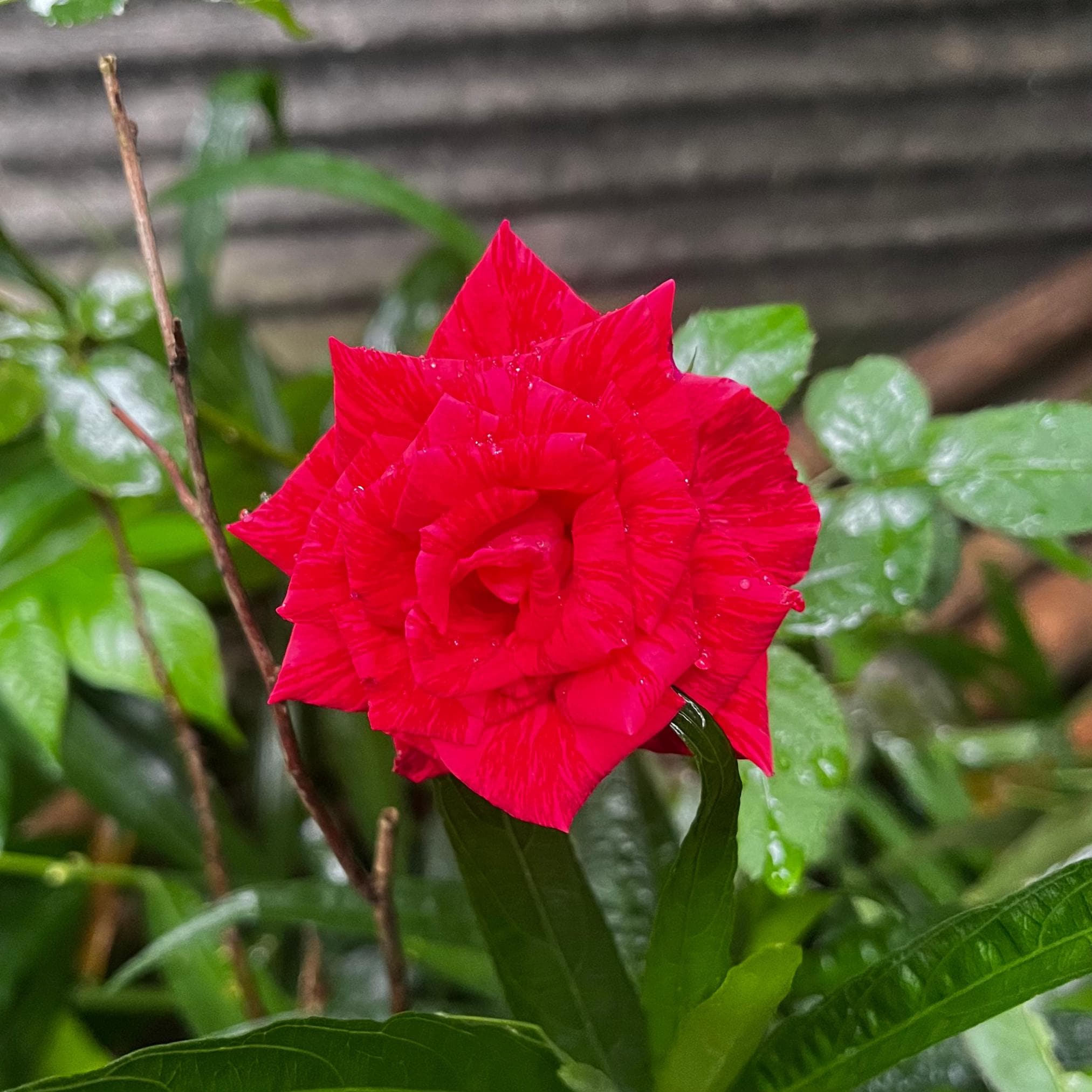 30 Japanese Red Rose Seeds – Fragrant Rosa Rugosa Rubra, Heirloom