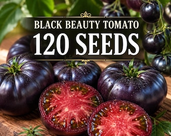 120 Black Beauty Tomato Seeds | Dark Purple Black Tomato | Rare Garden Tomato Seeds | Rich Flavor Slicing Tomato | Home Vegetable Garden