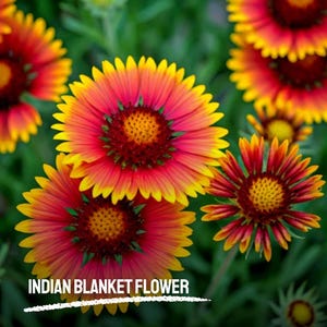600 Indian Blanket Flower Seeds Heirloom NON-GMO Gaillardia Pulchella Colorful Wildflower for Pollinator Gardens