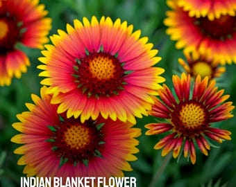 600 semillas de flor de manta india, reliquia, sin OMG, Gaillardia pulchella, flor silvestre colorida para jardines polinizadores.