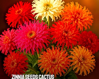 300 Zinnia Cactus Flower Seeds: Heirloom Spiky Blooms for Pollinators