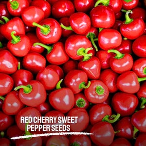 25 Red Cherry Sweet Pepper Seeds Heirloom NON-GMO Small Round Sweet Peppers for Fresh Eating & Pickling