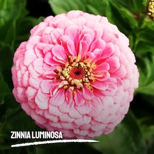 100 Zinnia Luminosa Seeds | Heirloom Zinnia elegans | Striking Vibrant Pink Blooms for Garden