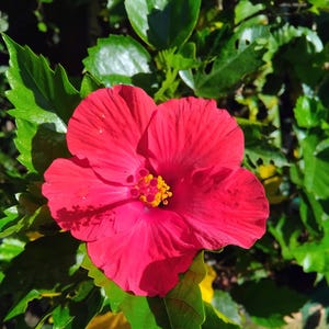 20 Seeds Red Hibiscus – Popular Tropical Flower for Vibrant Garden & Pollinators Fast Ship Easy Grow