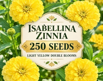 250 Isabellina Zinnia Seeds – Light Yellow Double Blooms, Heirloom Flower Seeds, Cut Flower & Pollinator Garden