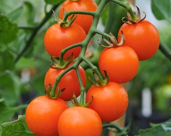 25 semi di pomodoro ciliegino Sun Gold