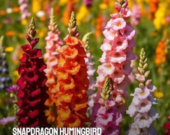 6000 Snapdragon Hummingbird Rainbow Mix Seeds NON-GMO Heirloom Colorful Garden Flowers Pollinator Friendly