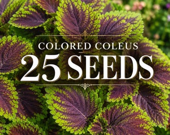 25 Colored Coleus Seeds | Colorful Foliage Plant Seeds | Vibrant Shade Garden | Ornamental Leaf Plant | Container & Patio Garden