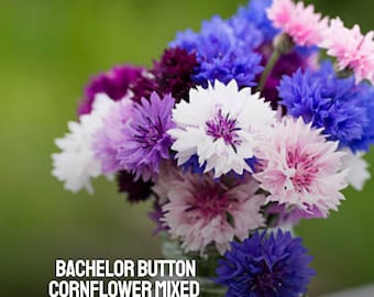 50 Bachelor Button Flower Seeds: Heirloom Cornflower Mix, Pollinator Garden