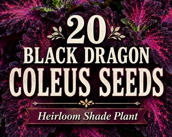 20 Black Dragon Coleus Seeds, Dark Foliage Shade Plant, Heirloom Ornamental Coleus, Plectranthus scutellarioides, Container Garden Seeds