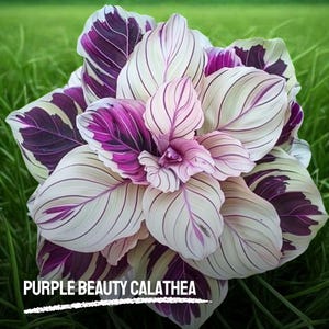 25 Purple Beauty Calathea Seeds – Striking Foliage Houseplant, Rare Tropical Plant, Indoor/Outdoor – USA Seller