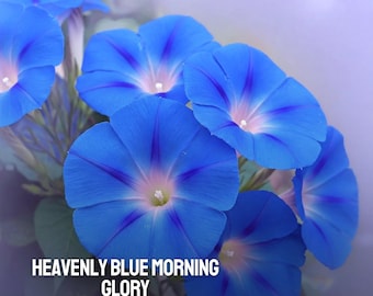 400 Heavenly Blue Morning Glory Seeds: Heirloom Non-GMO Climbing Vine
