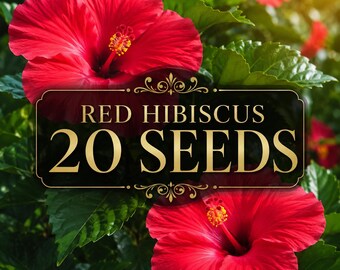 20 Red Hibiscus Seeds | Tropical Red Flower Seeds | Pollinator Friendly Garden | Exotic Summer Blooms | Ornamental Garden Seeds