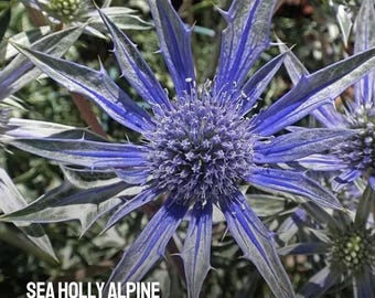 25 semillas de cardo marino alpino / Flores únicas de cardo azul / Planta tradicional resistente a la sequía