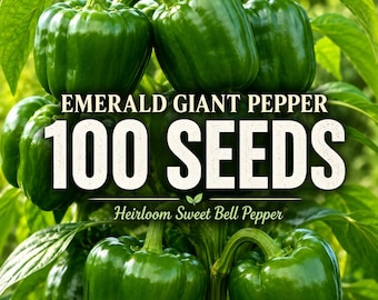 100 semillas de pimiento gigante esmeralda de variedad antigua, semillas de pimiento verde, pimiento dulce grande, semillas de huerto no transgénicas, Capsicum Annuum
