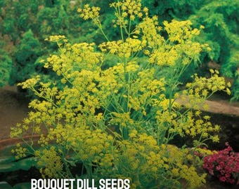 50 Bouquet Dill Seeds: Non-GMO Heirloom Herb, Aromatic & Pollinator-Friendly