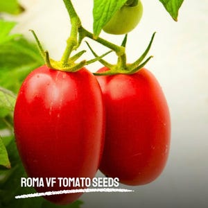 50 Roma VF Tomato Seeds Heirloom NON-GMO Vegetable Great for Sauces & Canning Easy Garden Favorite