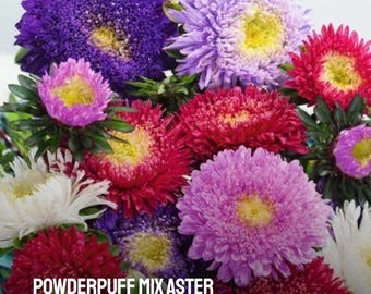 500 Powderpuff Aster Seeds: Heirloom Non-GMO Colorful Flower Mix