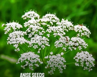 100 nasion anyżu heirloom: aromatyczne zioło, łatwe w uprawie