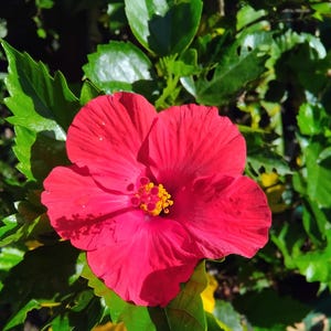 Red Hibiscus 20 Seeds – Popular Tropical Flower for Vibrant Garden & Pollinators