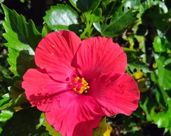 Red Hibiscus 20 Seeds – Popular Tropical Flower for Vibrant Garden & Pollinators