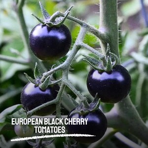 75 European Black Cherry Tomato Seeds Heirloom NON-GMO Sweet Juicy Cherry Tomatoes for Garden & Containers