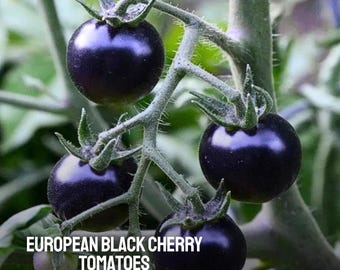 75 semi di pomodoro ciliegino nero europeo: antichi, non OGM, dolci