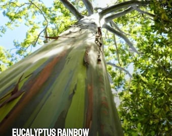 100 Rainbow Eucalyptus Seeds | Eucalyptus deglupta | Colorful Bark Tree for Tropical Garden
