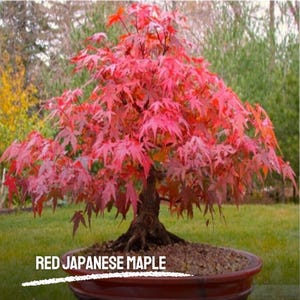 20 Red Japanese Maple Tree Seeds: Acer Palmatum Atropurpureum Bonsai