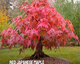Japanse Esdoornzaden (Acer Palmatum) (10
