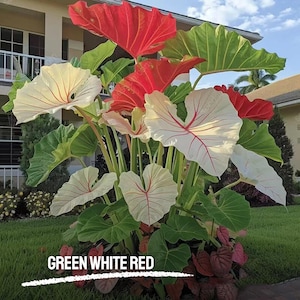 100 semi di Caladium: raro fogliame ornamentale verde, bianco e rosso