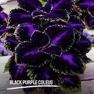 Puede incluir: Primer plano de una planta de Coleo Púrpura Negro. Las hojas son de un púrpura intenso con vetas y bordes negros, y un toque de verde. El texto "BLACK PURPLE COLEUS" está en la parte inferior de la imagen.