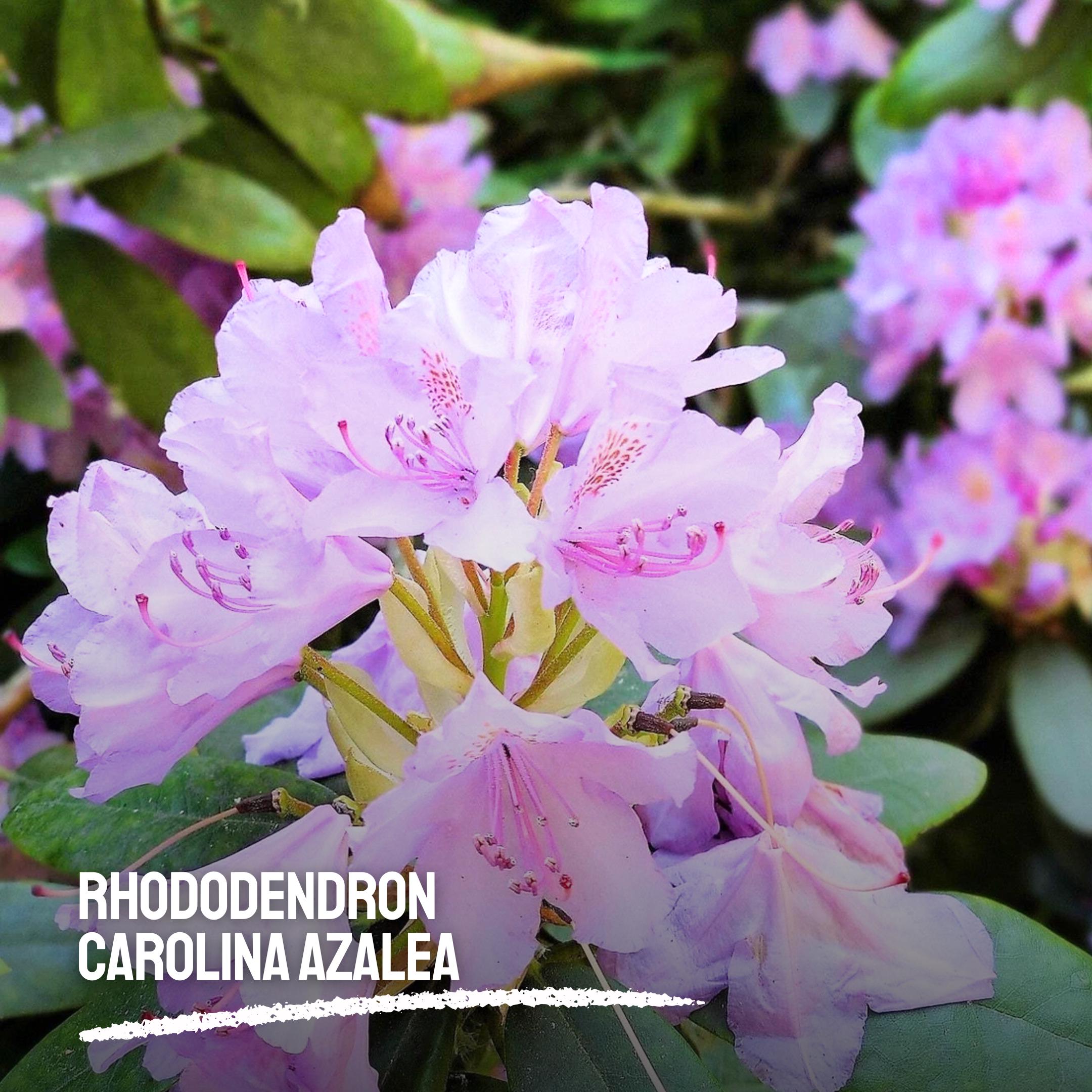 Carolina Azalea Rhododendron  100 Seeds