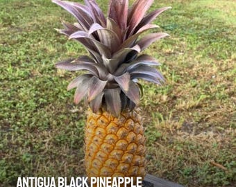 15 semillas de piña negra Antigua: fruta tropical rara, jardín exótico, sin OMG